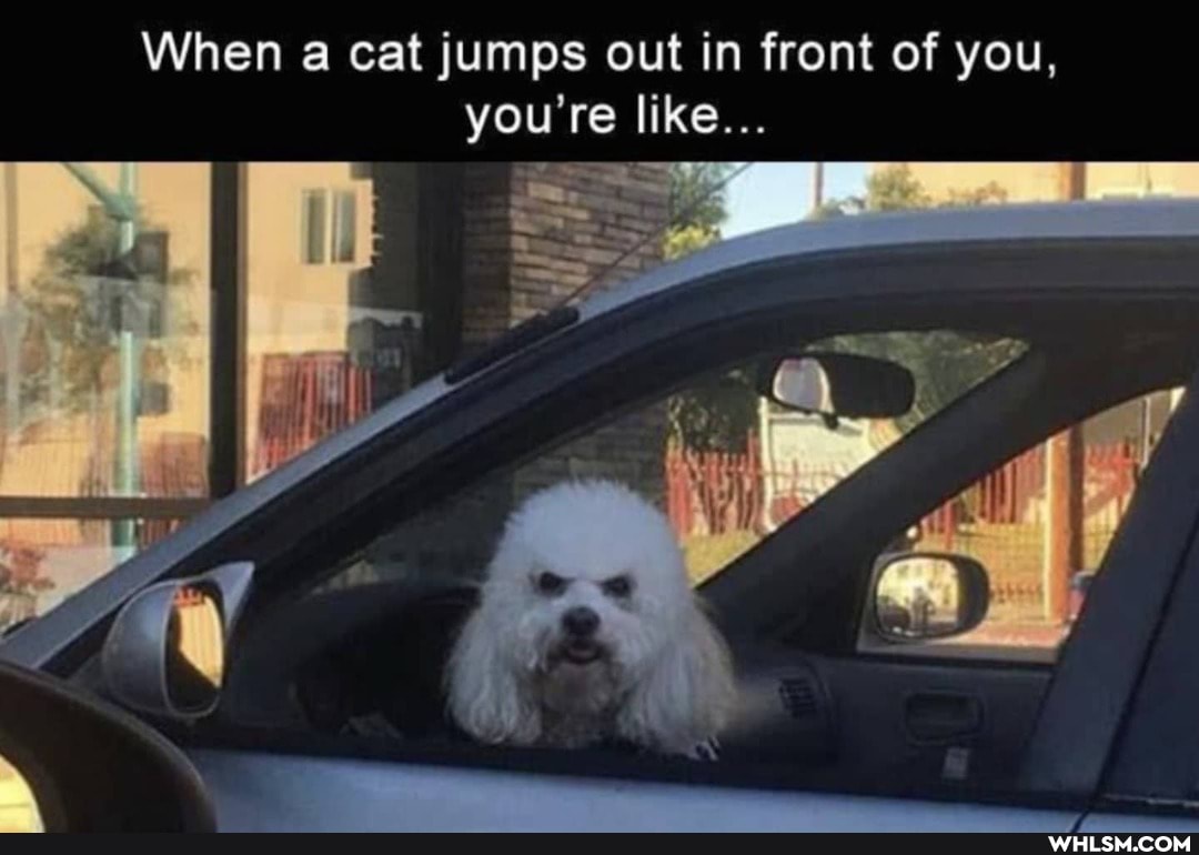 When a cat jumps out in front of you, you're like...
Me