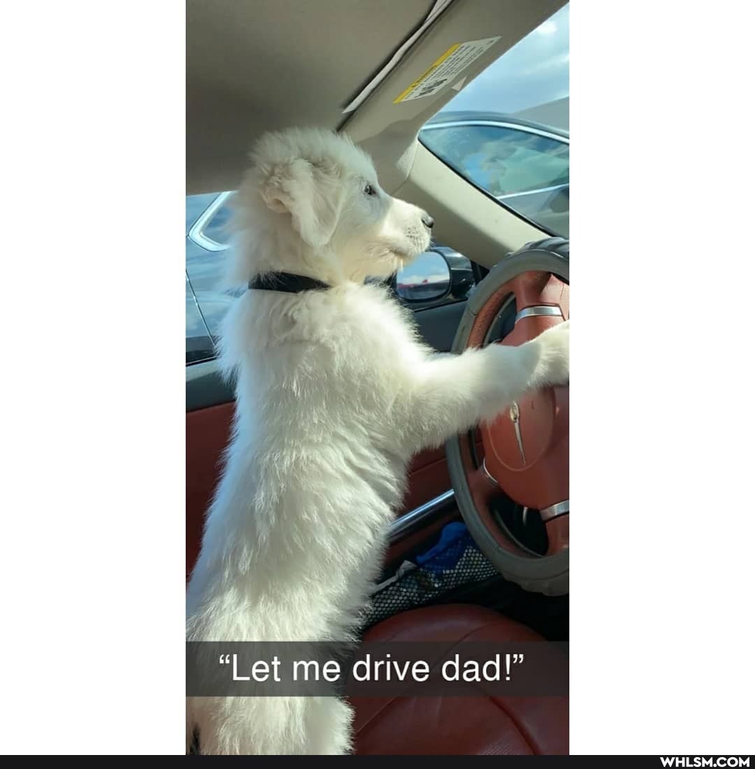"Let me drive dad!"