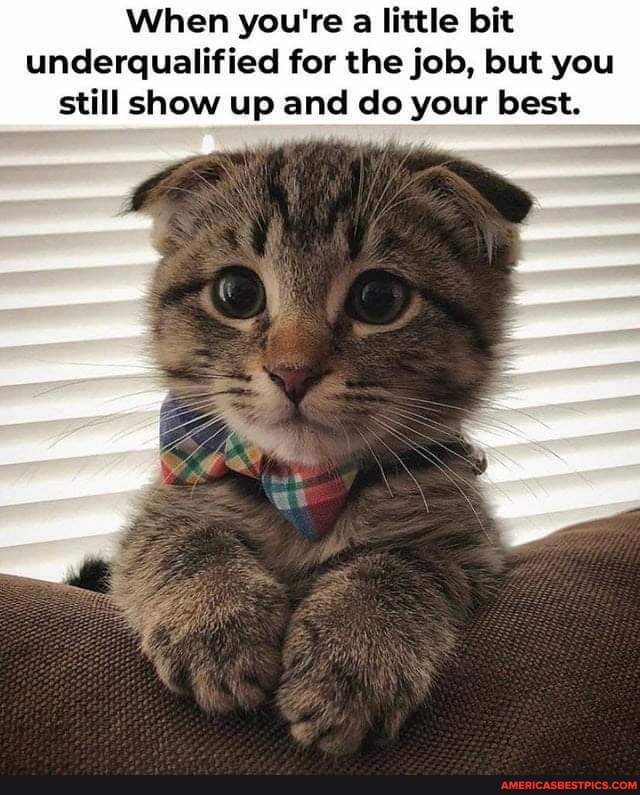 When you're a little bit underqualified for the job, but you still show up and do your best.