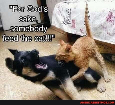 "Far Go
SAKE,
feed ihe cat!!