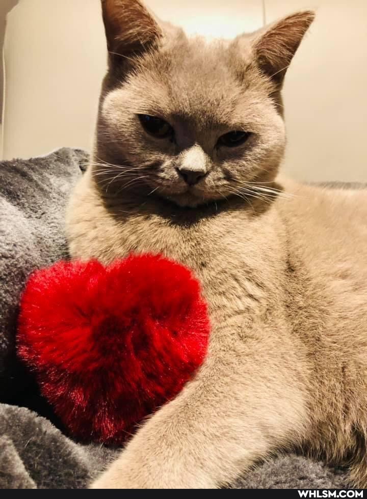 cat, cats, beautiful