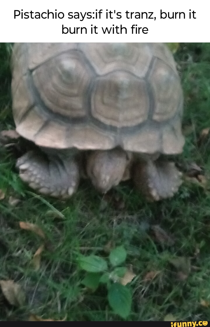 Pistachio it's tranz, burn it burn it with fire iFunny