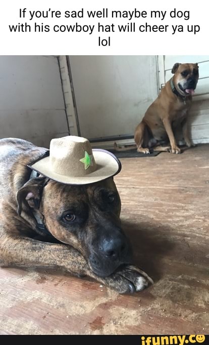 My dog and her new hat Sheriff - iFunny Brazil