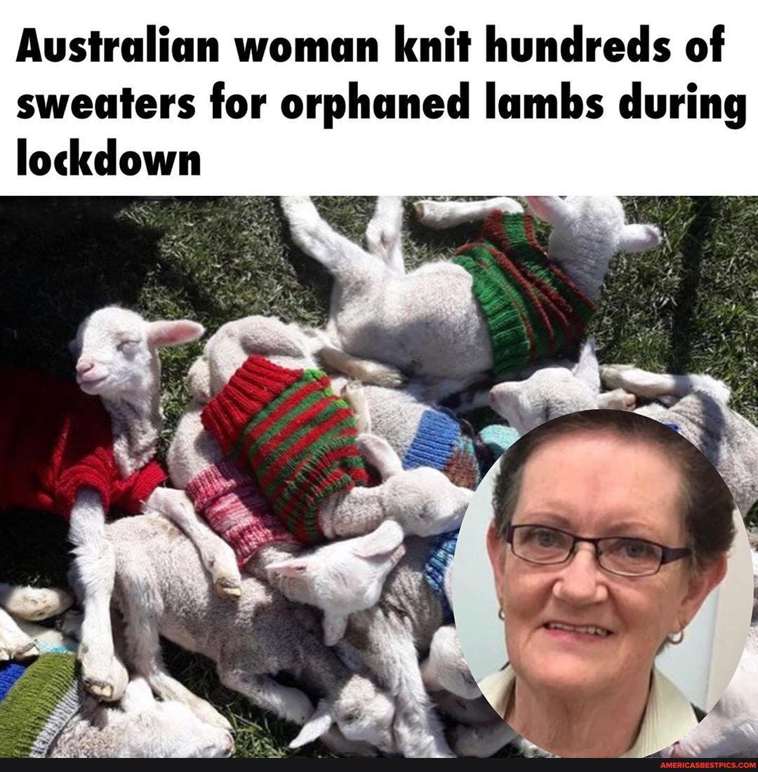 Australian woman knit hundreds of sweaters for orphaned lambs during lockdown