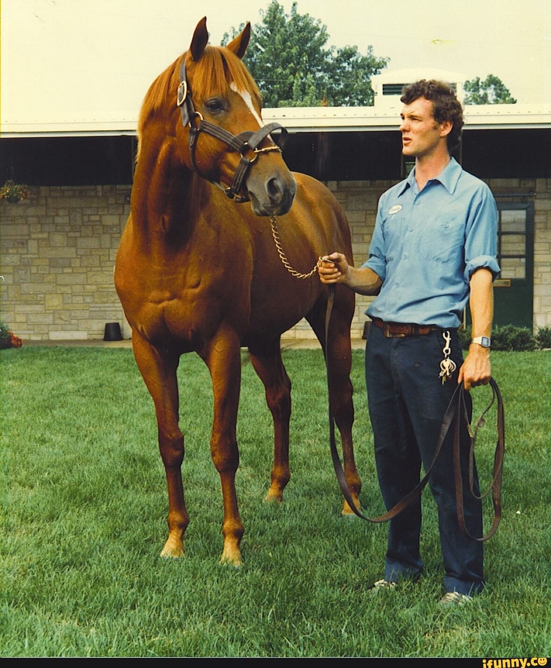 affirmed, racehorse, horseracing, triplecrownwinner, horse