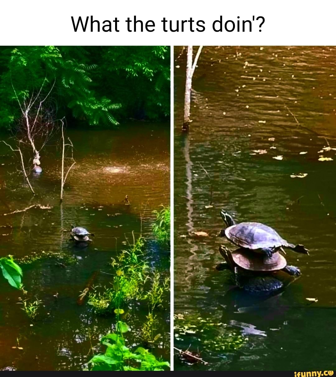 Turts memes. Best Collection of funny Turts pictures on iFunny