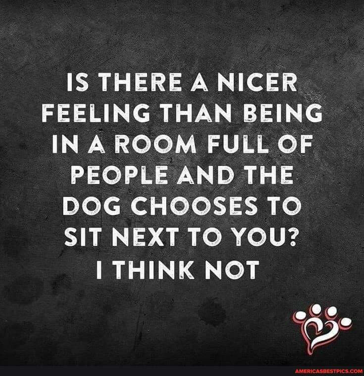 IS THERE A NICER FEELING THAN BEING IN A ROOM FULL OF PEOPLE AND THE DOG CHOOSES TO SIT NEXT TO YOU?
THINK NOT
SIC)