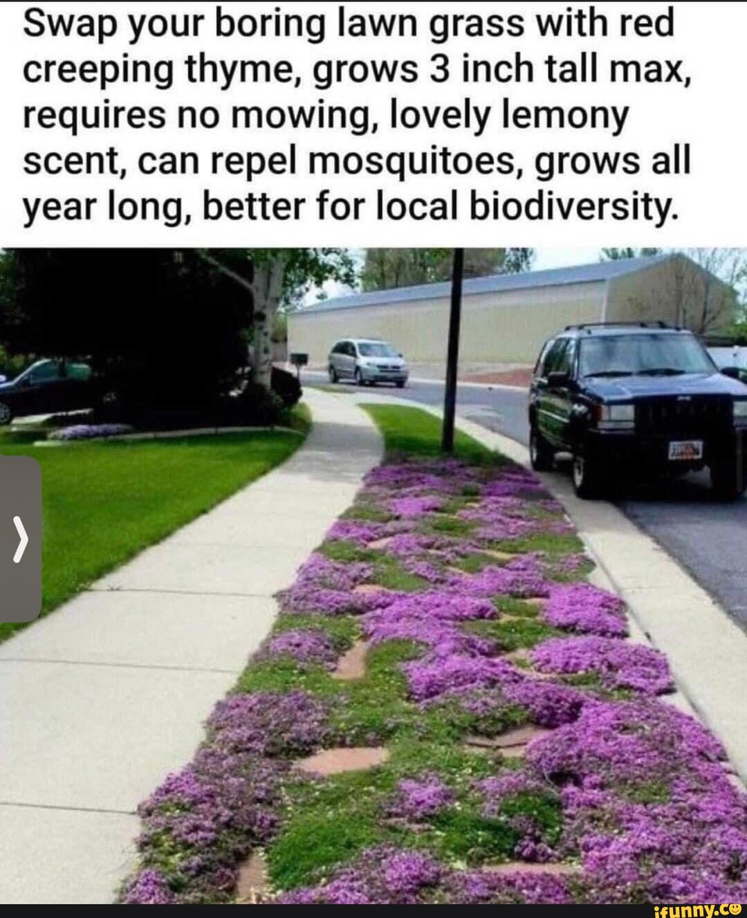 Swap your boring lawn grass with red creeping thyme, grows 3 inch tall ...