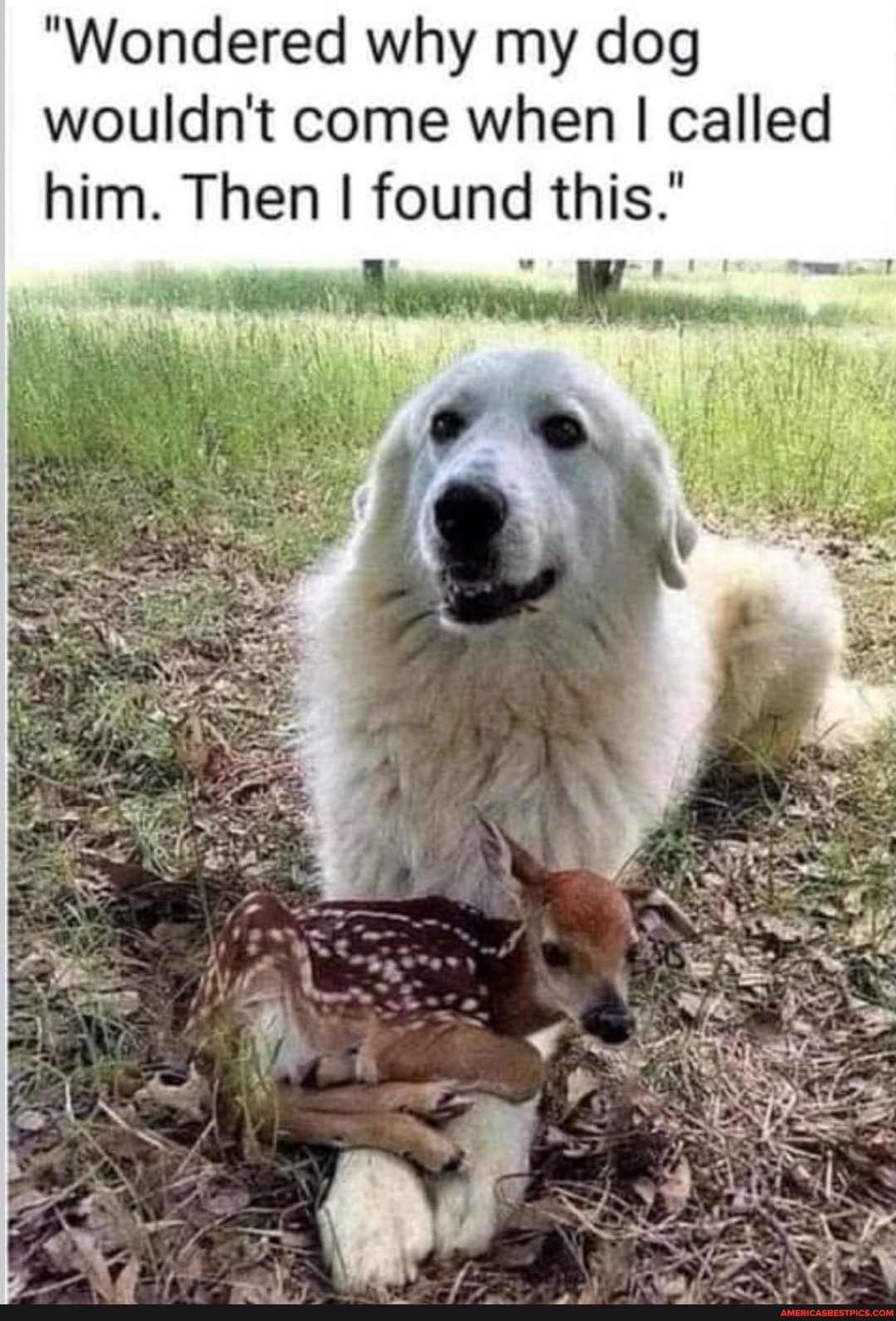 "Wondered why my dog wouldn't come when I called
him. Then I found this
wT
af) OF Mi
XX
