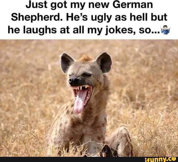 german shepherd ugly