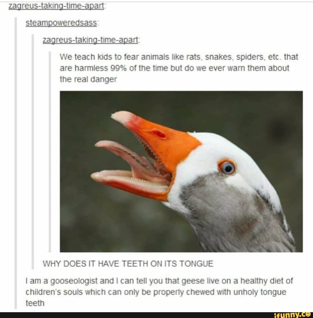 Zagreus-taking-time-apart steampoweredsass me -apat
Ne teach kids to fear animals like rats, snakes, spiders, etc. that are harmless 99% of the time but do we ever warn them about the real danger
WHY DOES IT HAVE TEETH ON ITS TONGUE
I am a gooseologist and I can tell you that geese live on a healthy diet of children's souls which can only be properly chewed with unholy tongue teeth