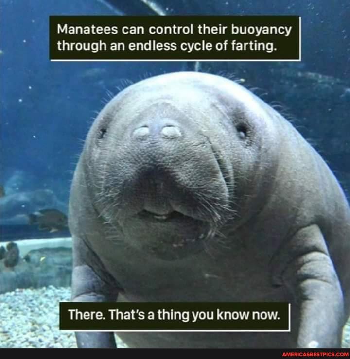 Manatees can control their buoyancy through an endless cycle of farting.
There. That's a thing you know now.