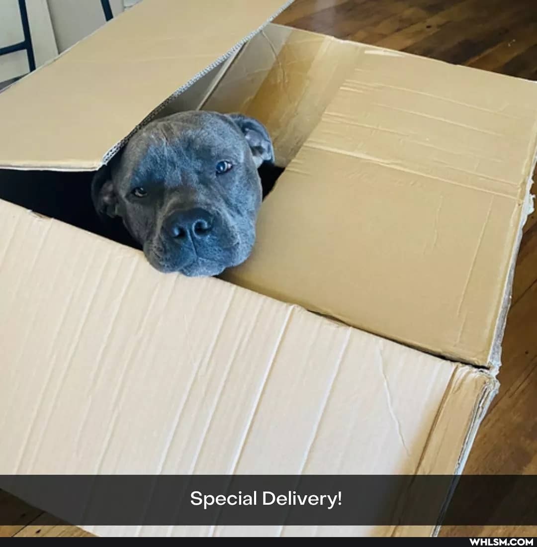 Special Delivery!