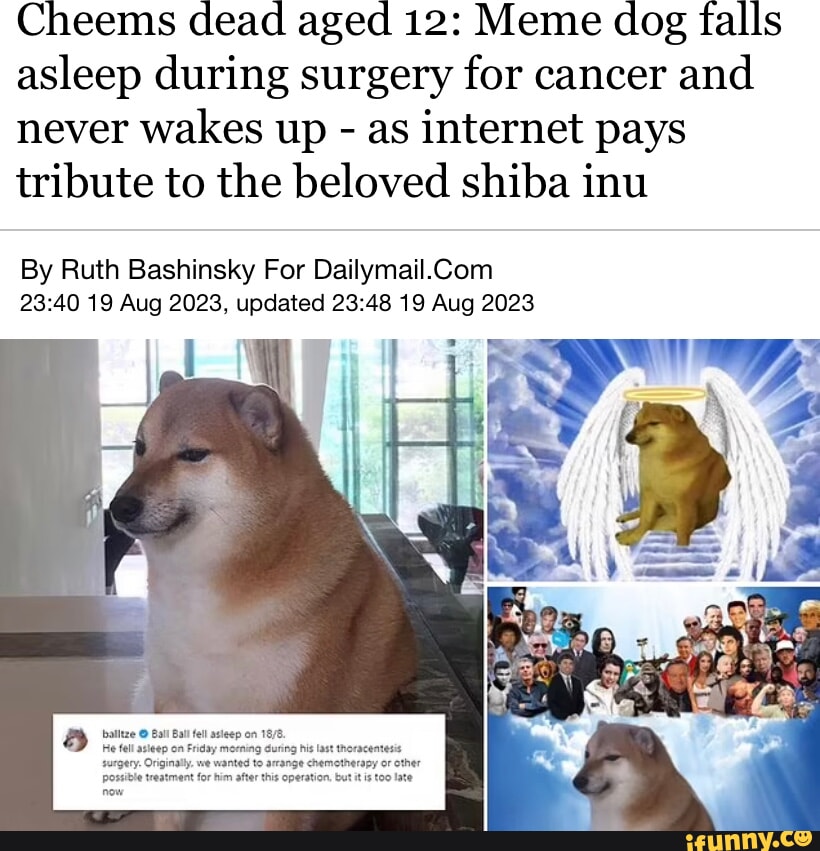 Cheems dead aged 12: Meme dog falls asleep during surgery for cancer ...