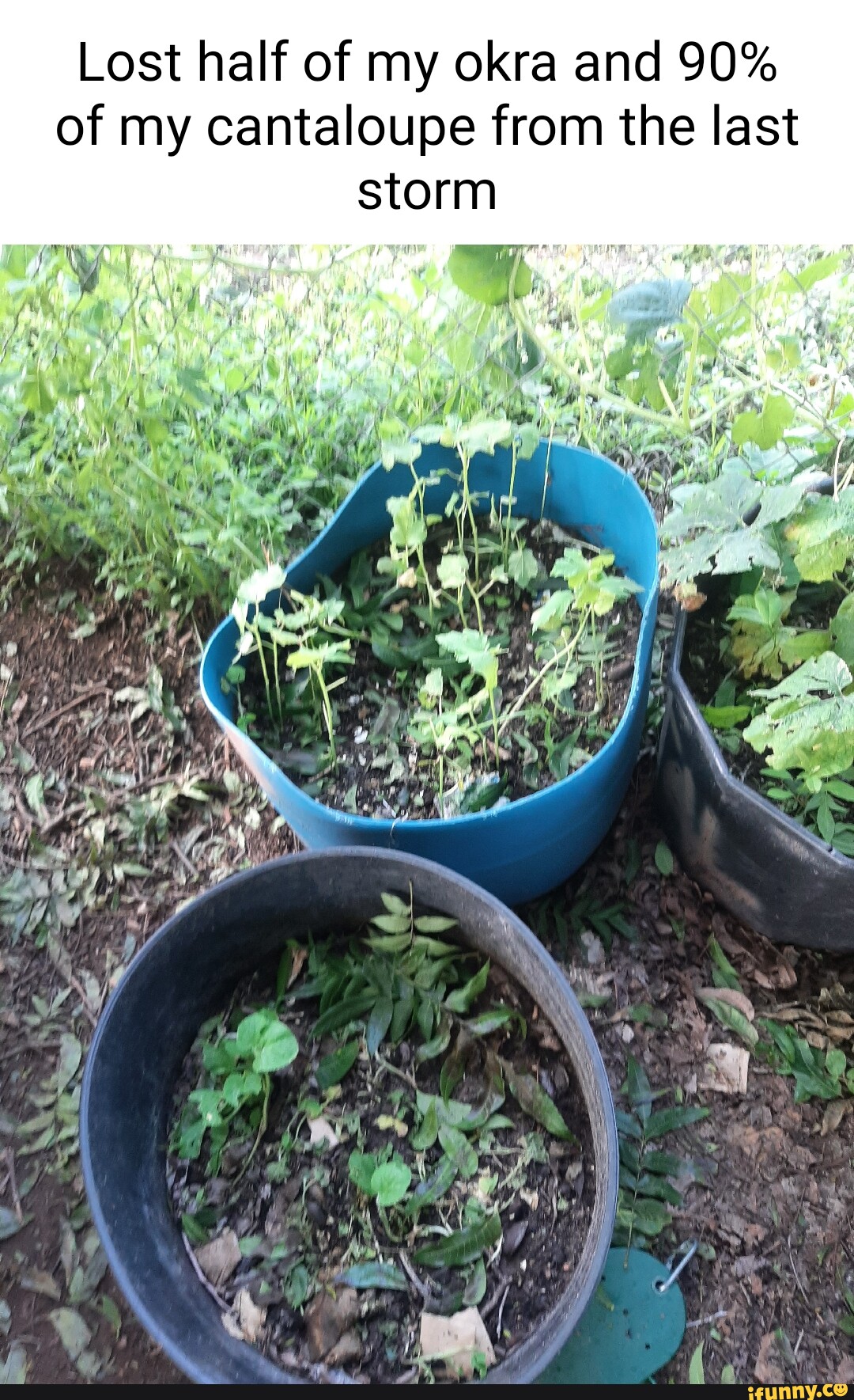 Lost half of my okra and 90 of my cantaloupe from the last storm Ab pa