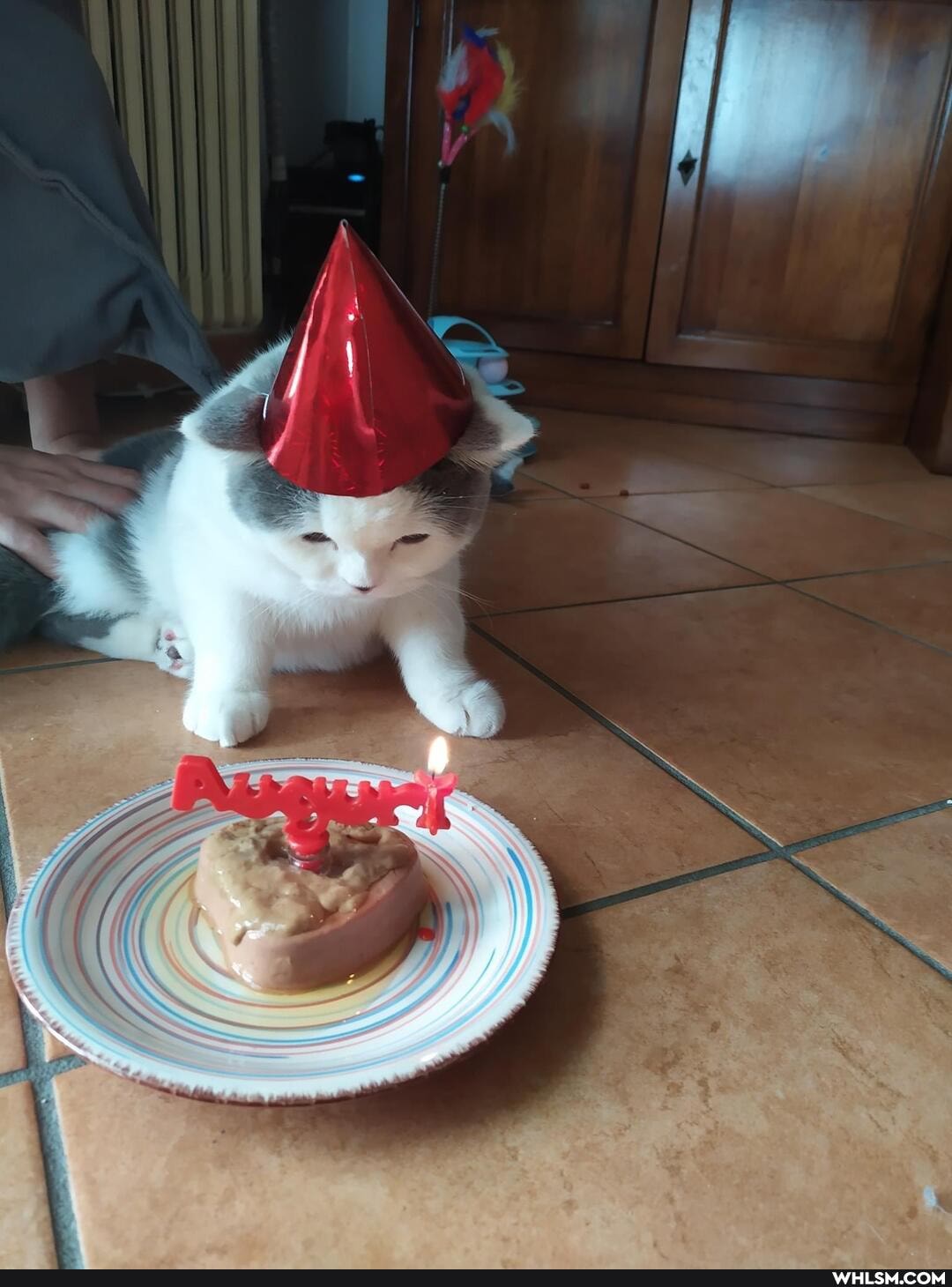 funny, cats, pets