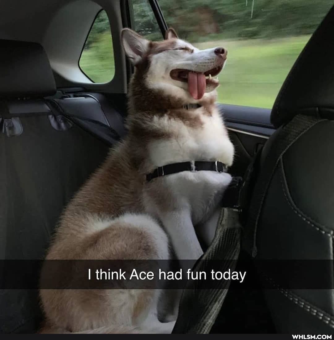 think Ace had fun today