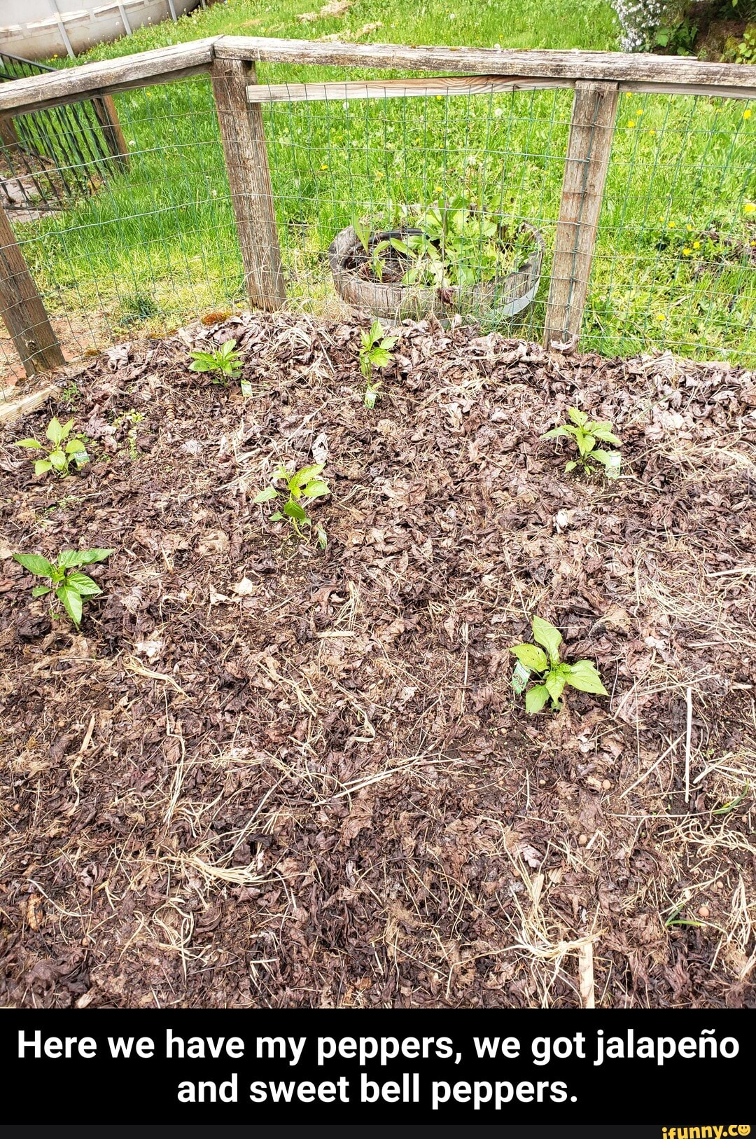 Here we have my peppers, we got jalapeno
and sweet bell peppers. - Here we have my peppers, we got jalapeño and sweet bell peppers.