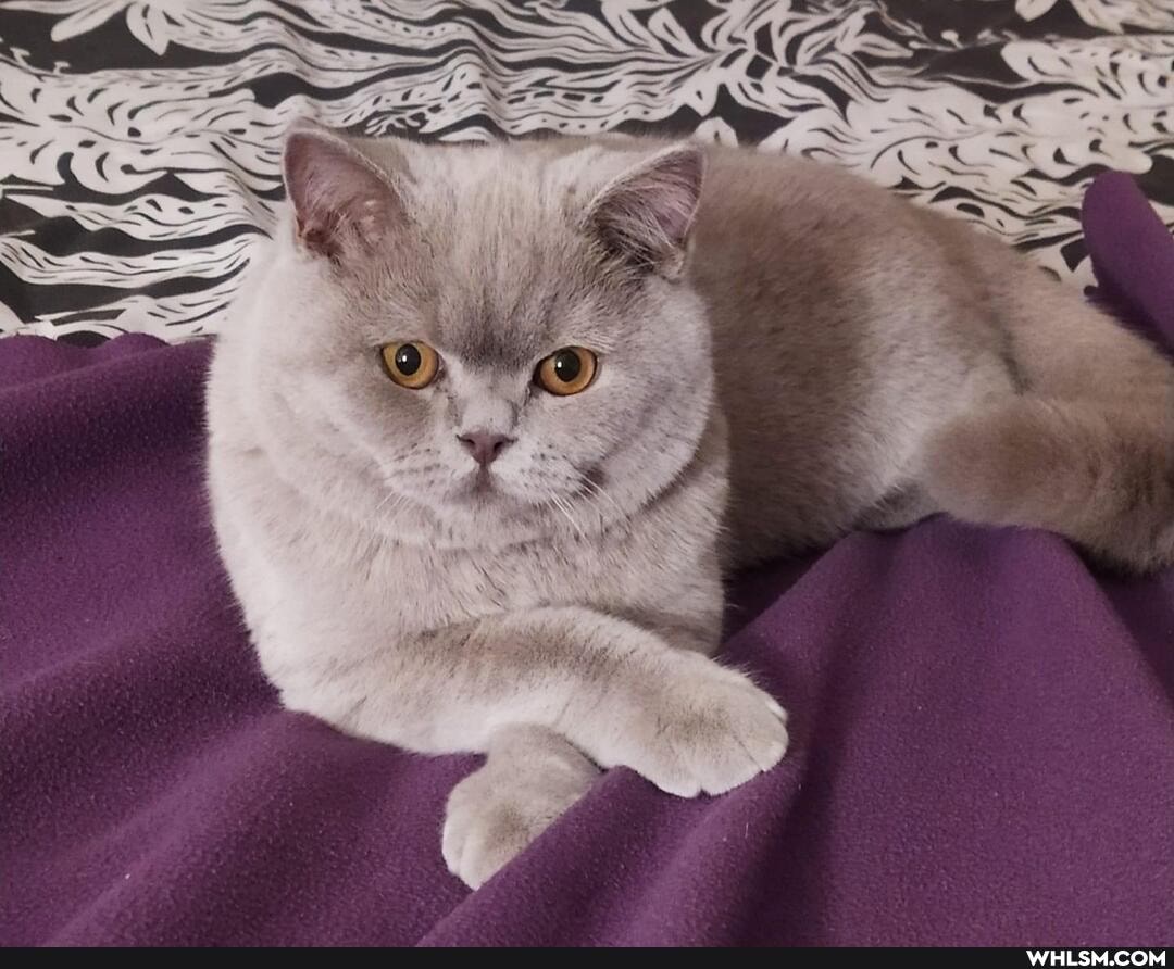 cat, cats, love