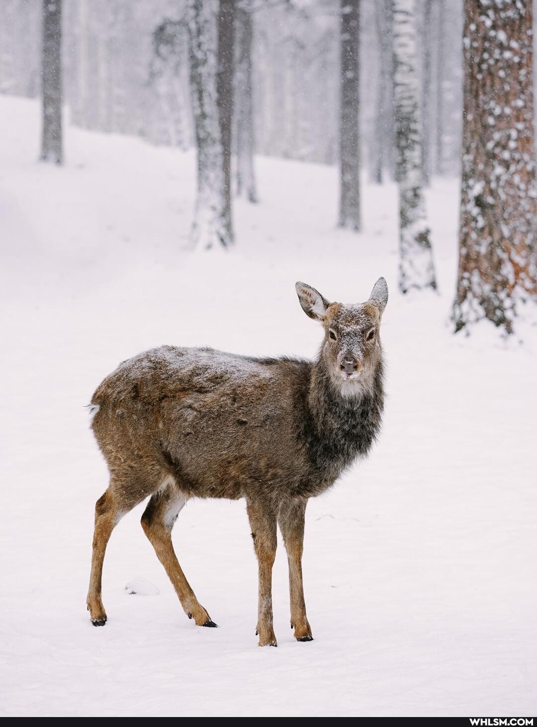 nature, russia, deer, winter