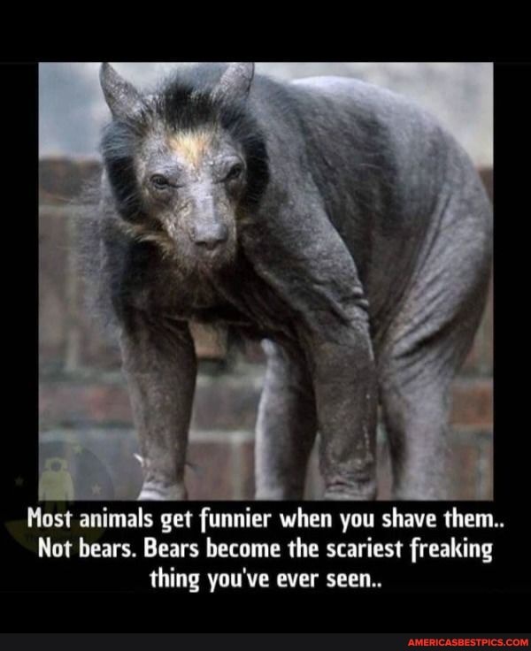 Most animals get funnier when you shave them..
Not bears. Bears become the scariest freaking thing you've ever seen..