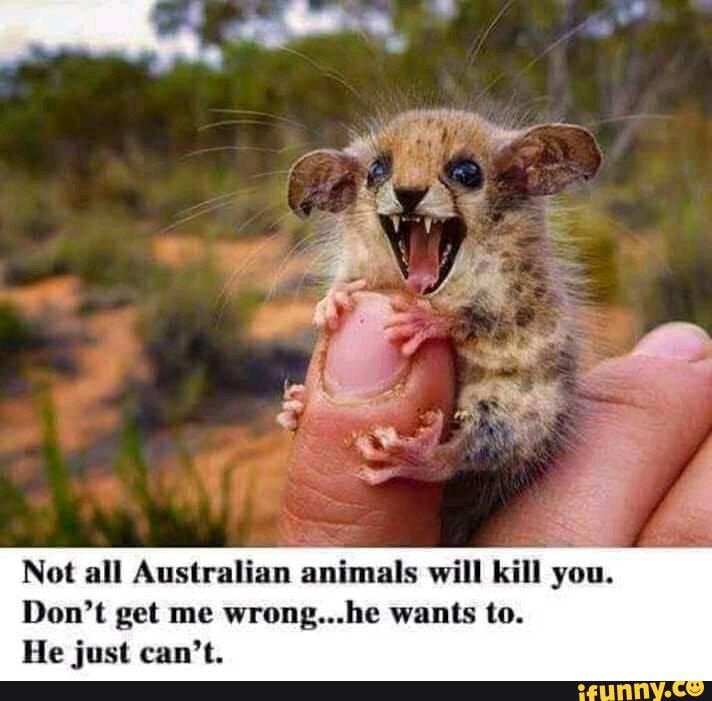 Not all Australian animals will kill you.
Don't get me wrong...he wants to.
He just can't.