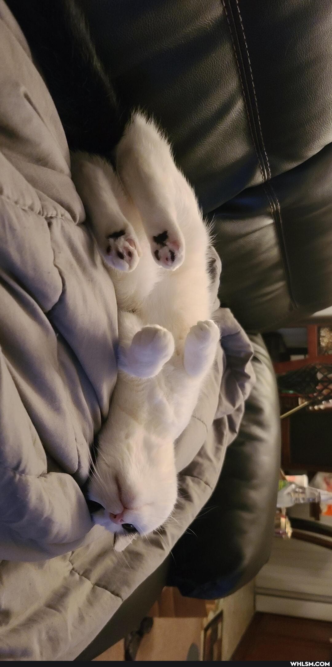 cats, aww, funny