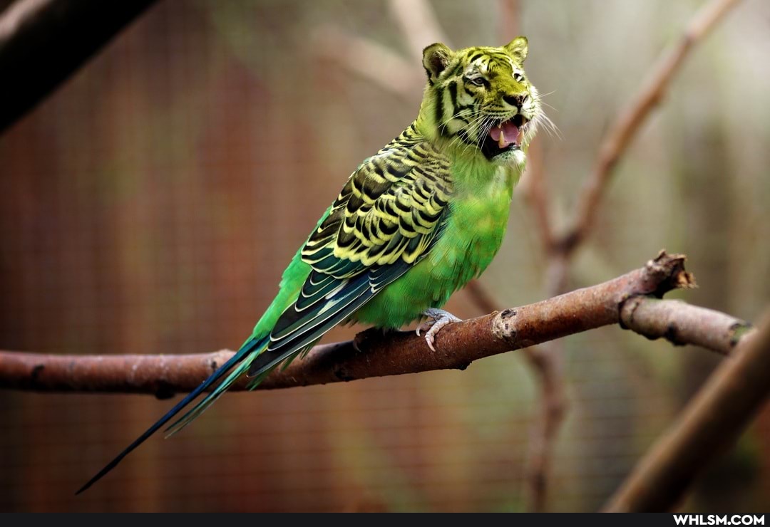 funny_animal
