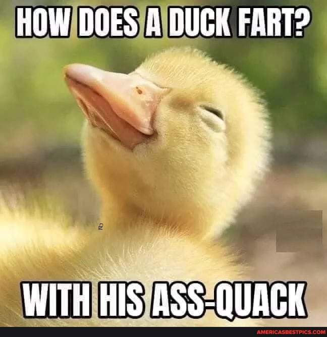 HOW DOES DUCK FART? WITH HIS ACK America’s best pics and videos