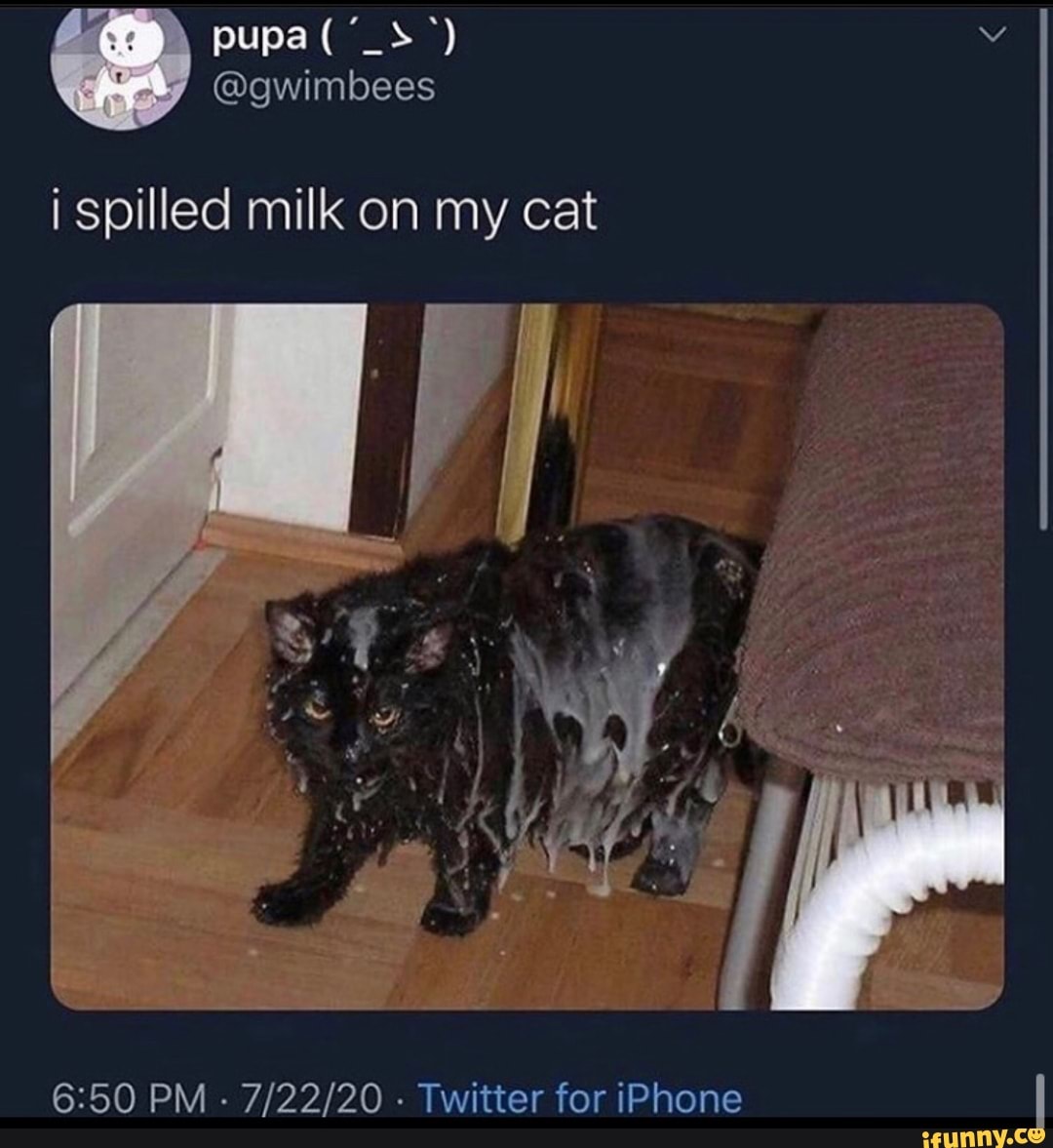 I spilled milk on my cat 650 PM 7/22/20 Twitter for iPhone I )