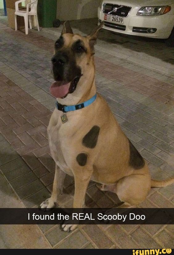 I found the REAL Scooby Doo