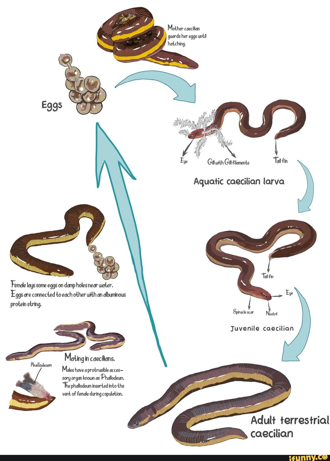 The life cycle of oviparous metamorphic caecilians - Mother caecilian ...