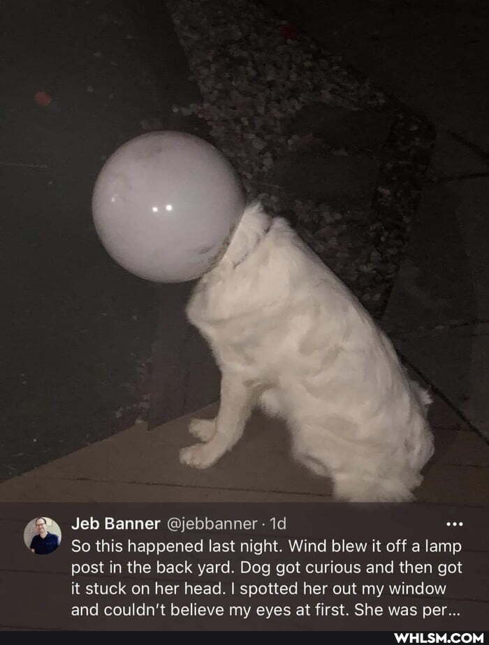 Jeb Banner @jebbanner
So this happened last night. Wind blew it off a lamp post in the back yard. Dog got curious and then got it stuck on her head. I spotted her out my window and couldn't believe my eves at first. She was per...