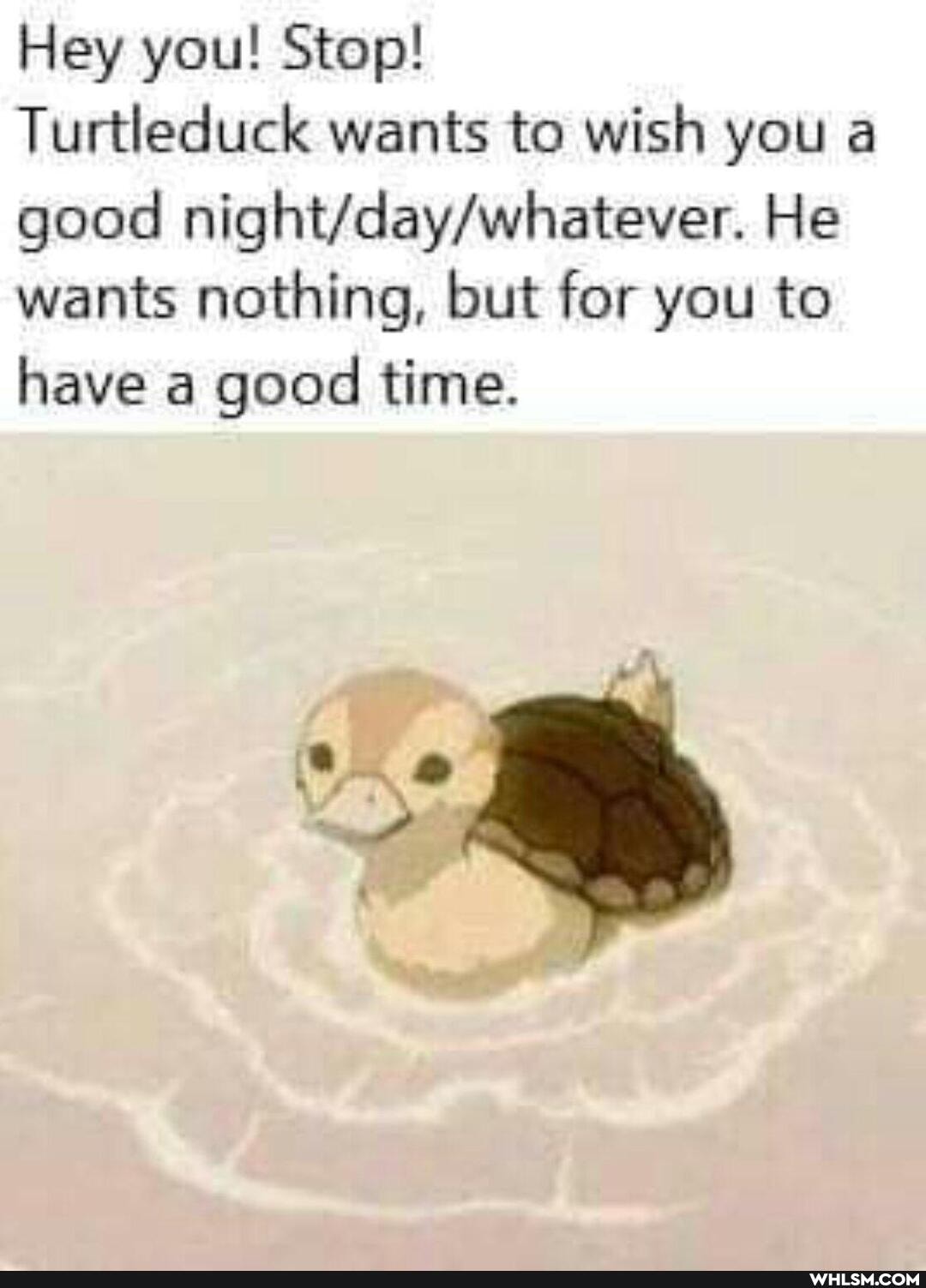Hey you! Stop!
Turtleduck wants to wish you a good nigh atever. He wants nothing, but for you to have a good time.