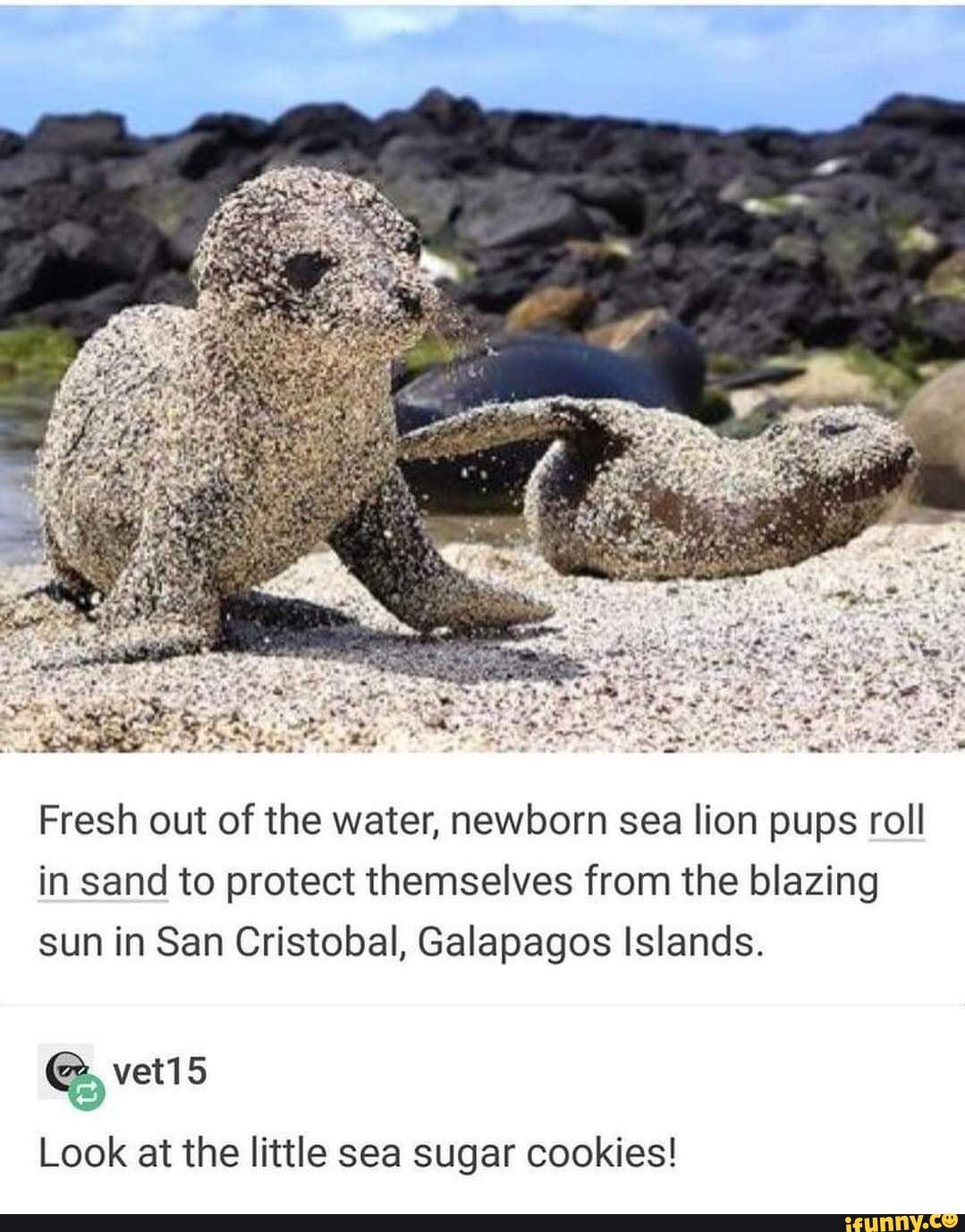 Fresh out of the water, newborn sea lion pups roll in sand to protect themselves from the blazing sun in San Cristobal, Galapagos Islands.
Look at the little sea sugar cookies!