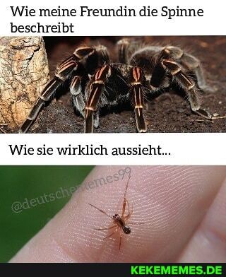 Wie meine Freundin die Spinne beschreibt