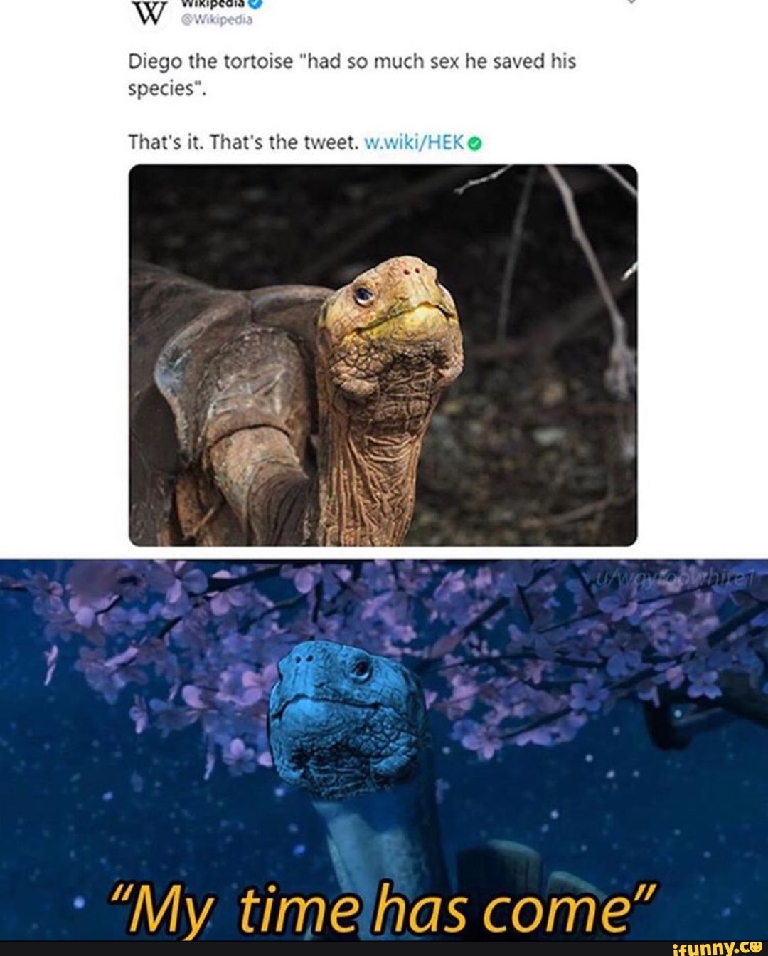 W
Diego the tortoise "had so much sex he saved his
species".
That's it. That's the tweet. w
"My. timehas come"