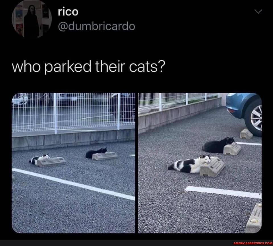 who parked their cats?