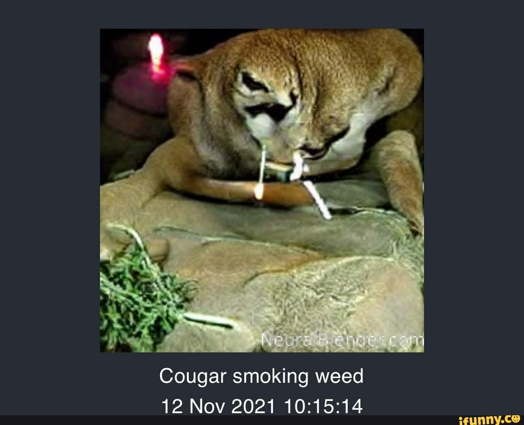 Cougar smoking weed 12 Nov 2021