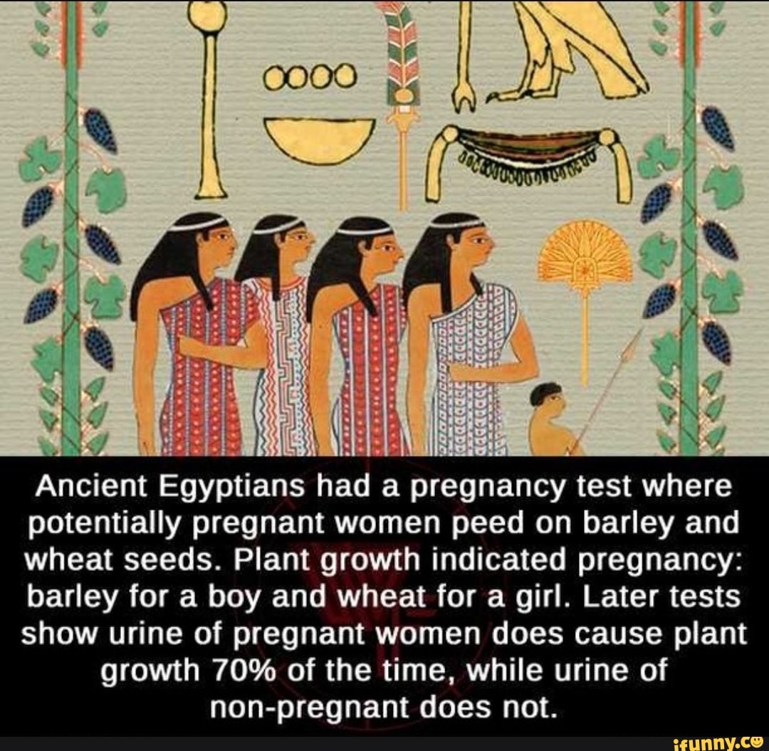 Ancient Egyptians Had A Pregnancy Test Where Potentially Pregnant Women Peed On Barley And Wheat