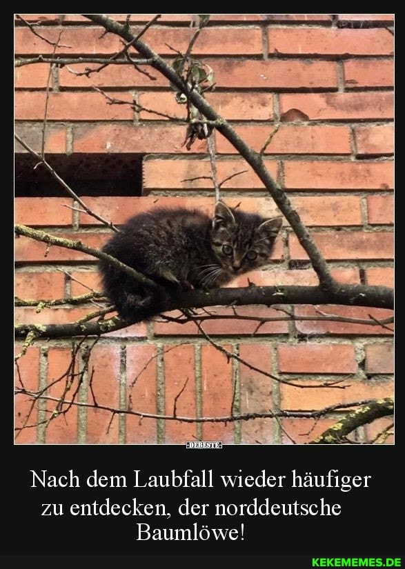 Nach dem Laubfall wieder häufiger
zu entdecken, der norddeutsche
Baumlöwe!