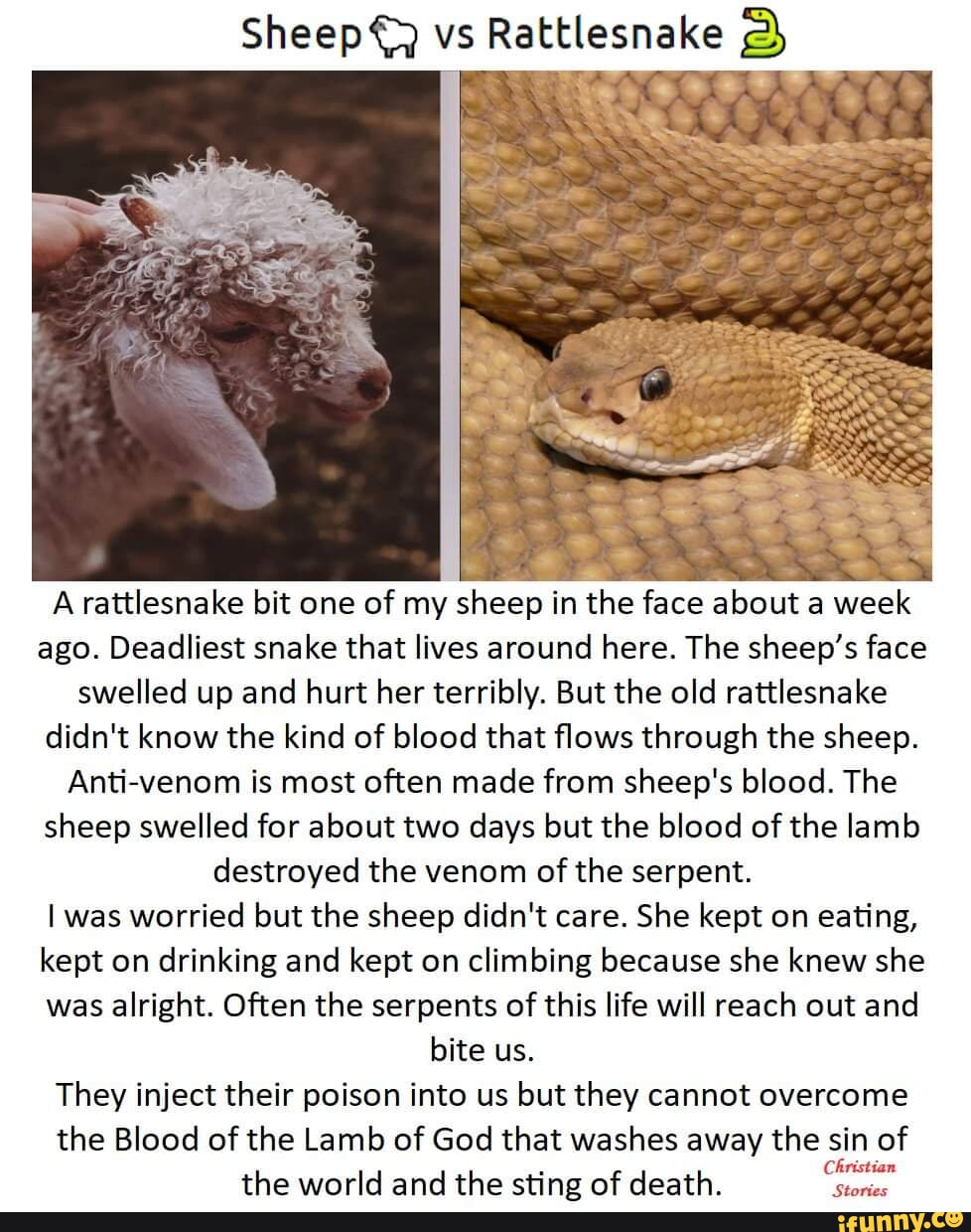 Video memes Rwz0LMFxA by ongezelligschizo 2 comments iFunny