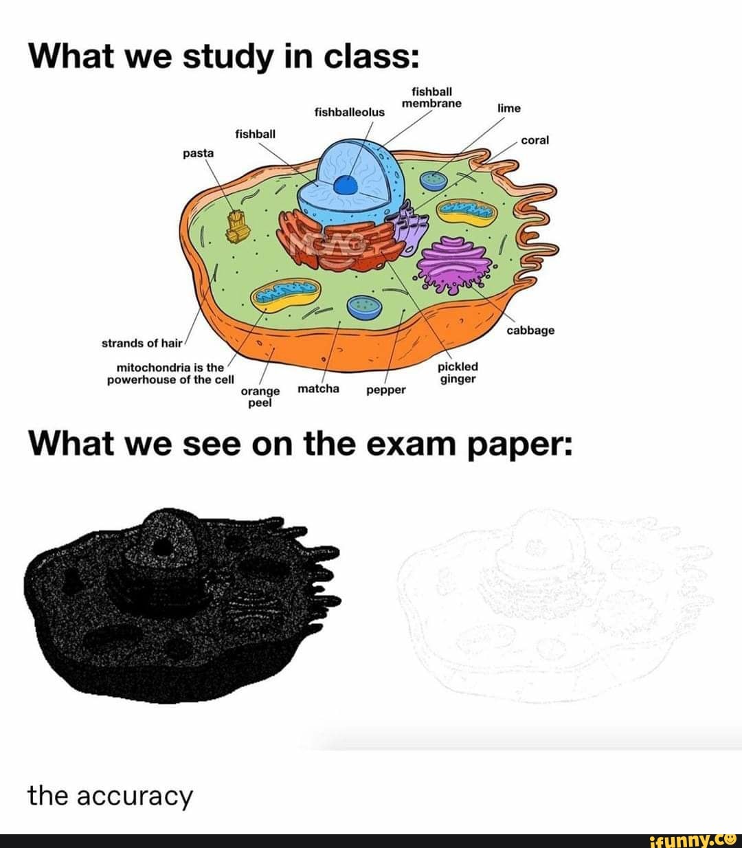 What we study in class:
fishball
fishball membrane
fishballeolus lime
cabbage strands of hair
mitochondria is the pickled powerhouse of the cell ginger orange matcha pepper peel
What we see on the exam paper:
the accuracy