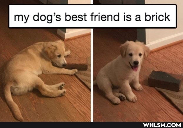 my dog's best friend is a brick