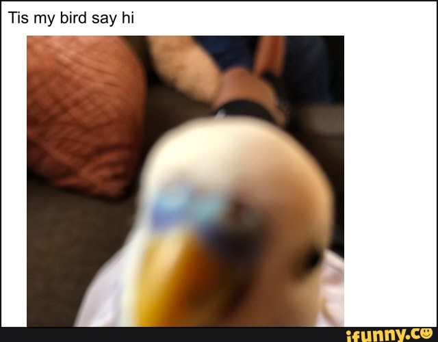 Tis my bird say hi