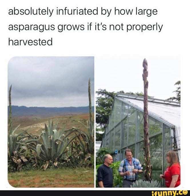 Absolutely infuriated by how large asparagus grows if it's not properly