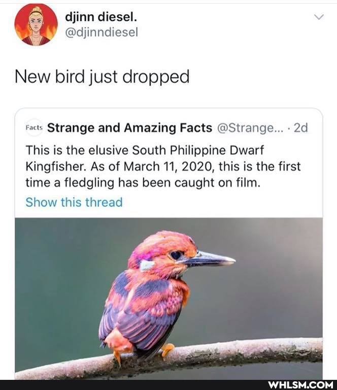 finn diesel.
@djinndiesel
app
New bird just dropped
rats Strange and Amazing Facts @Strange...
This is the elusive South Philippine Dwarf
Kingfisher. As of March 11, 2020, this is the first time a fledgling has been caught on film.
Show this thread