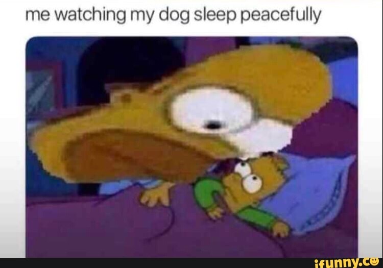 me watching my dog sleep peacefully
