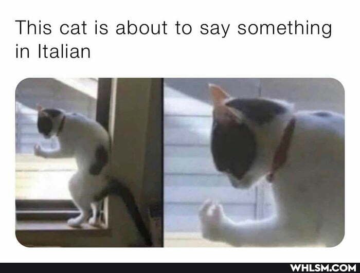 This cat is about to say something in Italian