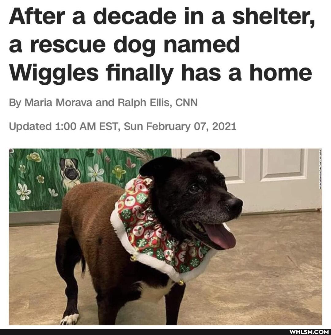 After a decade in a shelter, a rescue dog named
Wiggles finally has a home
By Maria Morava and Ralph Ellis, CNN
Updated 200 AM EST, Sun February 07, 2021